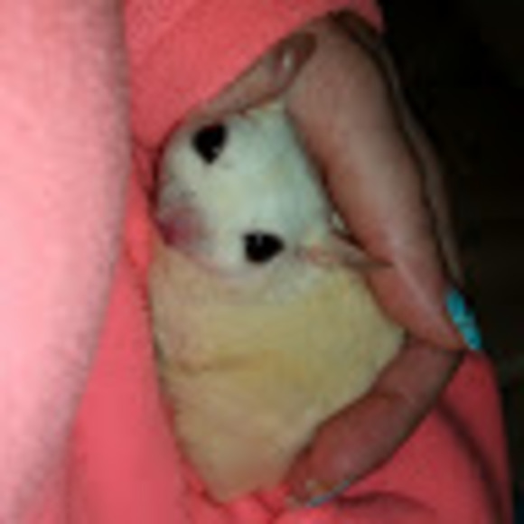 Meet your Posher, Robin - Picture 1 of 1